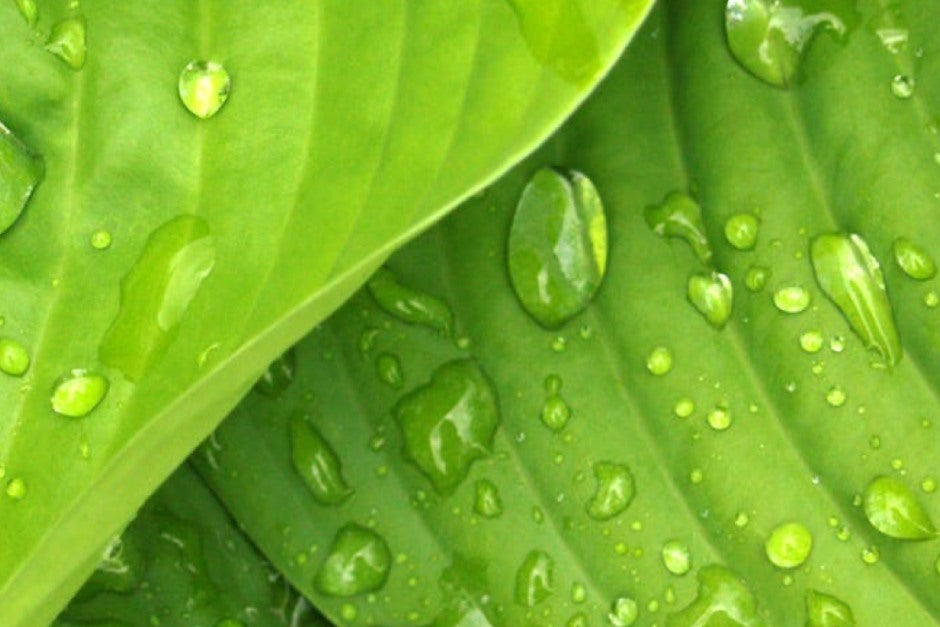 Top 5 Ingredients to Tame Frizzy Hair